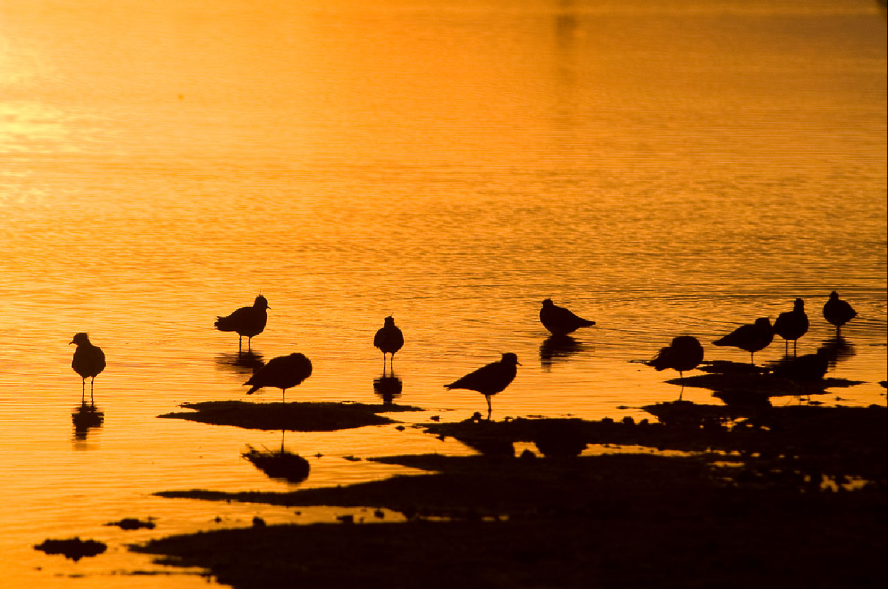 Bird Surveys UK